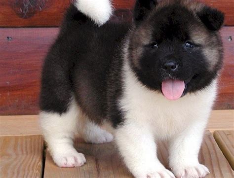 Akita puppies for sale california, sacramento. #283791 Akita puppies we ...