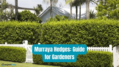 Murraya Hedges: The Complete Guide for Home Gardeners