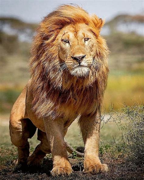 The King 😍, a huge male Lion 😨😳. . . Did you know lLions are only found ...