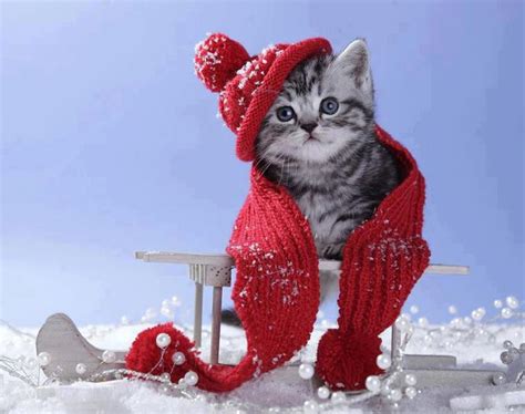 Winter Cat Wallpaper