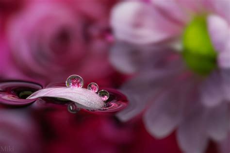 Beautiful Macro Photography of Nature | 99inspiration