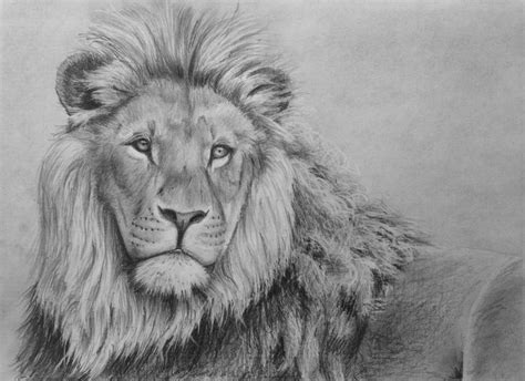 How to Draw a Lion in Pencil | Lion drawing, Lion art, Original animal art