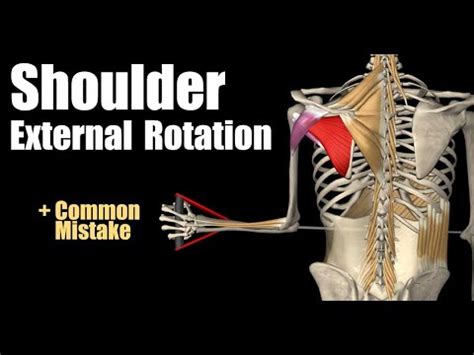 Internal Rotation Muscles