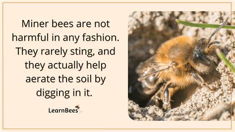 What Are Miner Bees? Are They Harmful to You or Your Yard?