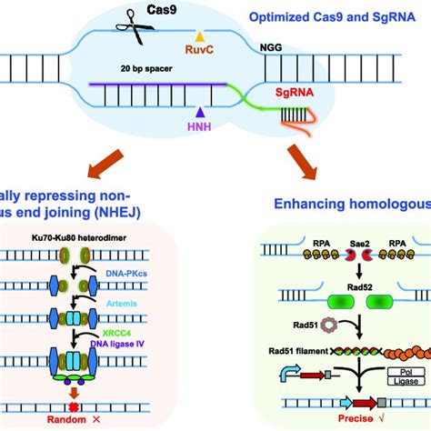 Optimization of gRNA expression for improving genome editing efficiency ...