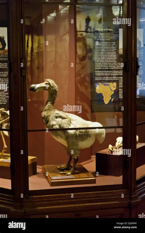 A Dodo bird on display in the Natural History Museum, Vienna, Austria ...