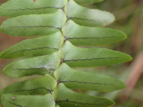 Nephrolepis cordifolia (Nephrolepidaceae) image 217266 at PhytoImages ...