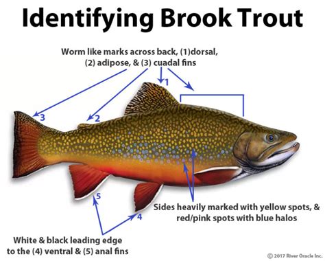 Trout Smart Series: Brook Trout – Fly of the Month Club - Wambolt ...