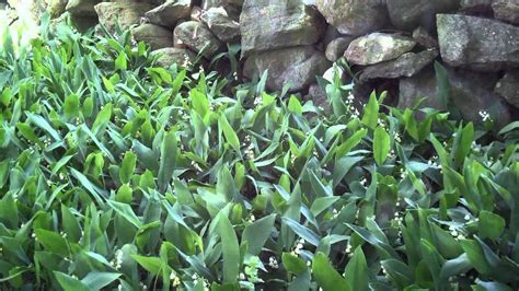 Lily of the Valley - Convallaria majalis | Flowering Groundcover for ...