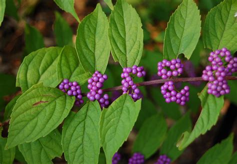 Premiere Landscape, Inc.: Callicarpa dichotoma 'Early Amethyst'