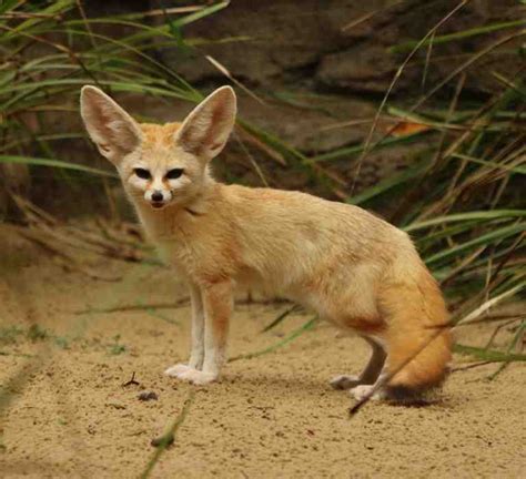 Fennec Fox | Billabong Zoo | Port Macquarie Koala and Wildlife Park