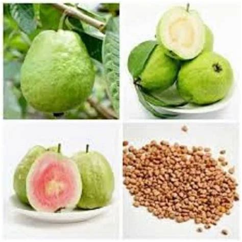 99.9% Dried Guava Seeds, Packaging Type: Bag, 2 kg at Rs 500/kg in Guntur