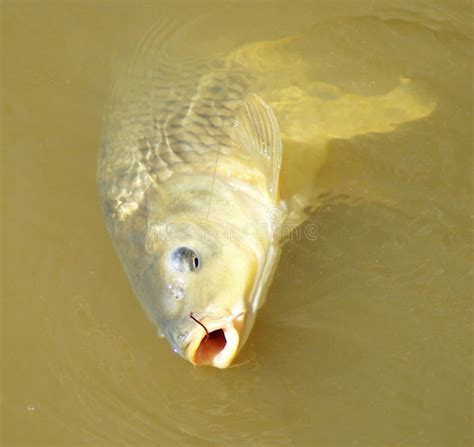 European Carp in Murray River Australia Stock Photo - Image of good ...