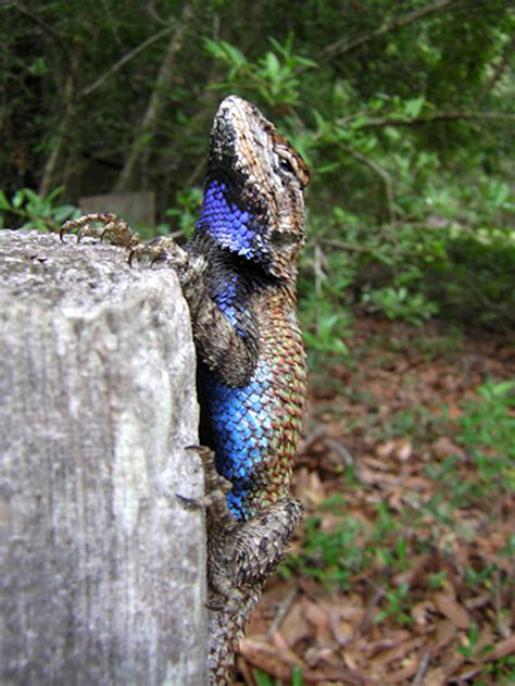 Eastern fence lizards native to the east altered themselves physically ...