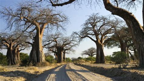 Discover Ruaha National Park | Kizigio | Rungwa River | andBeyond