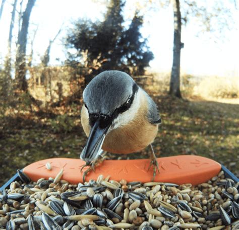 Bird Buddy - Bird Feeder Camera - Tech I Want