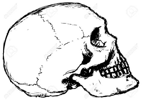 Skull Profile Drawing at GetDrawings | Free download