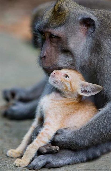 Cute Animals Cartoon Images ~ This Is Love | Bocanewasuow