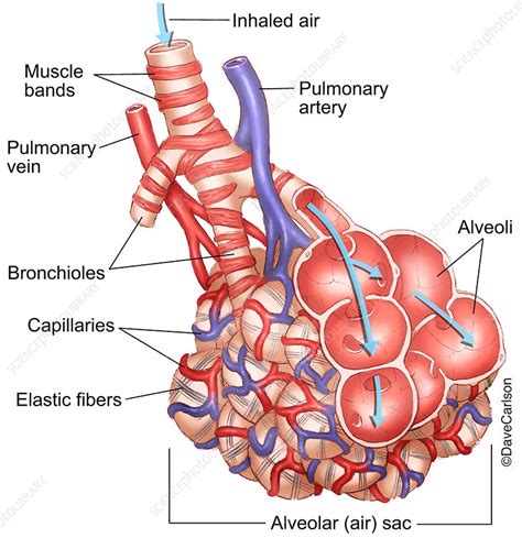 بلى معدات الملعب وخز alveoli labeled الغموض تسجيل النهاية