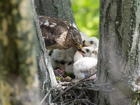 Cooper's Hawk Nesting (All You Need To Know) | Birdfact