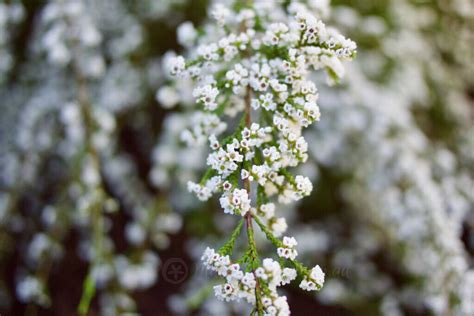 Dainty and Delightful Fringe Myrtle: Micromyrtus ciliata – Mallee Design