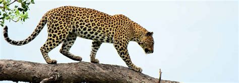 Jawai Bera Panther Safari, Leopard Safari, Jawai Bandh Leopard Safari ...