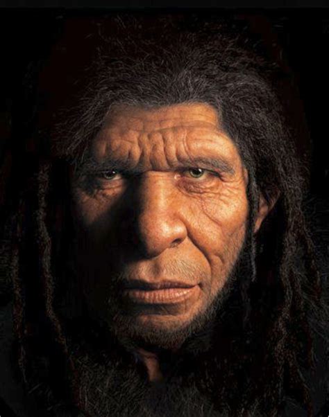 The Making of a Caveman | Ancient humans, Human evolution tree ...