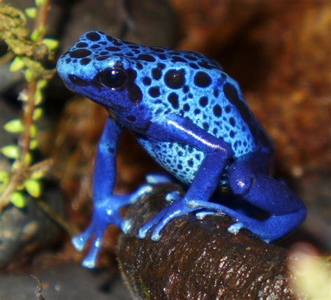 Dendrobates Tinctorious Azureus