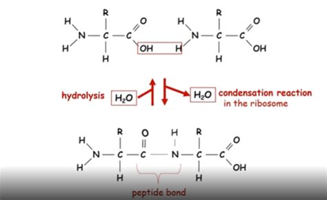 (l) the synthesis and breakdown of dipeptides and polypeptides, by the ...