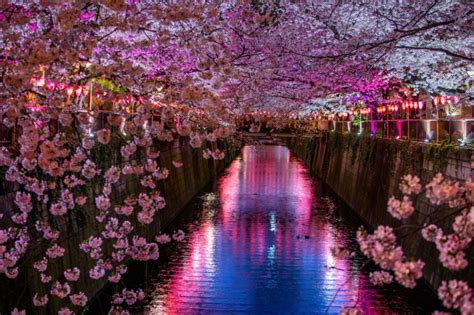 2024 Evening Hanami (Cherry Blossom) Tour: Tokyo | Cherry blossom tour ...