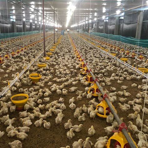 Good Price Modern and Advanced Automatic Poultry Farming Equipment for ...