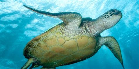 13 Fun Facts About Green Sea Turtles | Florida