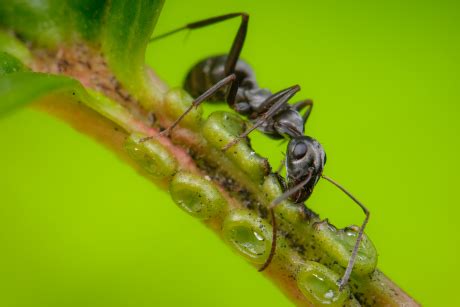 Some plants diversify with help from insect friends | Cornell Chronicle