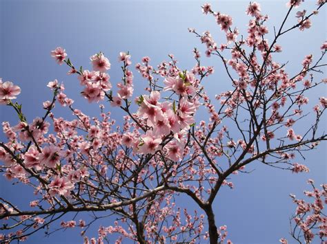 Free photo: Almond Tree Blossom - Almond, Blossom, Flowers - Free ...