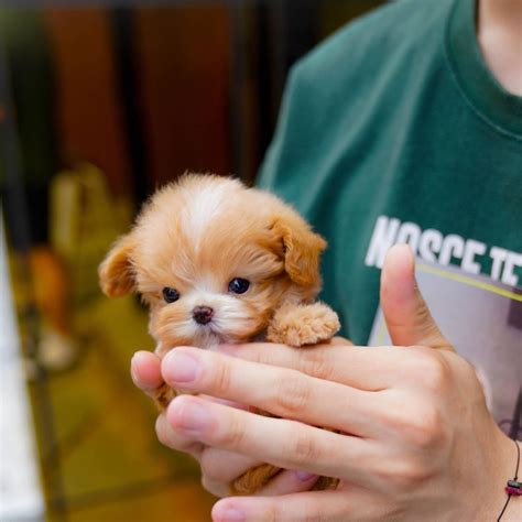 Milk - Male Teacup Maltipoo - Mini Teacup Puppies, INC