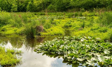 How Wetlands are Fighting Climate Change - Pike County Conservation ...