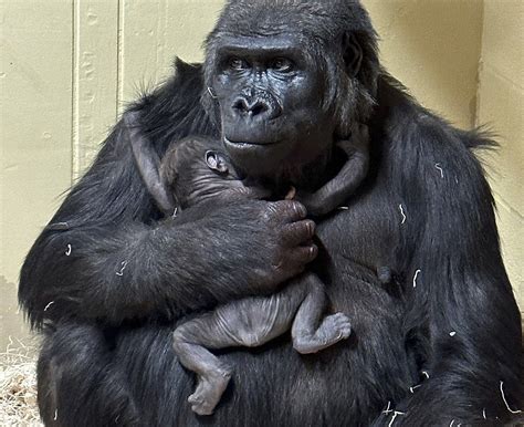 Calgary gorilla troop grows by one, with birth of infant - LiveWire Calgary