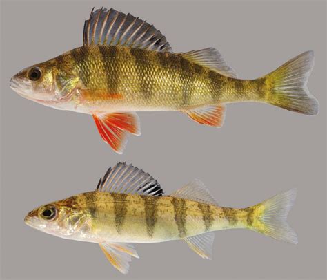 Yellow Perch – Discover Fishes