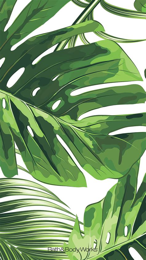 Monstera Leaves, Monstera iPhone HD phone wallpaper | Pxfuel