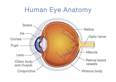 Eye Diagram Labeled Eye Diagram Labeled Human Eye Diagram Eye | Images ...