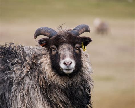 North Ronaldsay Sheep: The Unique Seaweed-eating Sheep Of Scotland