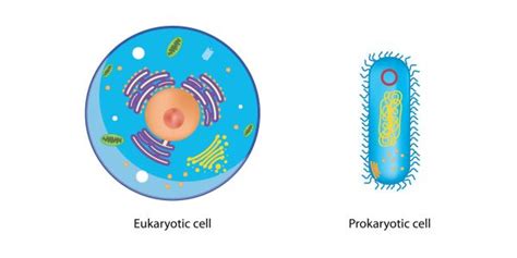 Types of Cells | Biology Dictionary