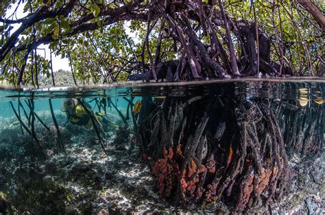 Mangroves and Coral Reefs: How Insurance Can Protect the Protectors ...