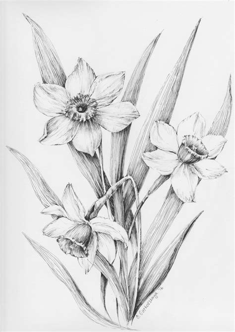 The best free Daffodil drawing images. Download from 360 free drawings ...