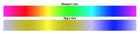 What Spectrum Of Light Do Dogs See