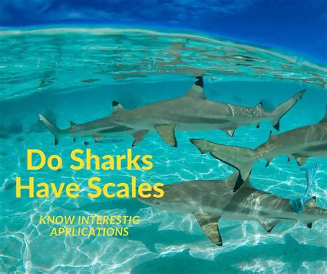 Do Sharks Have Scales? Yes | Know Interesting Applications - Petyfied