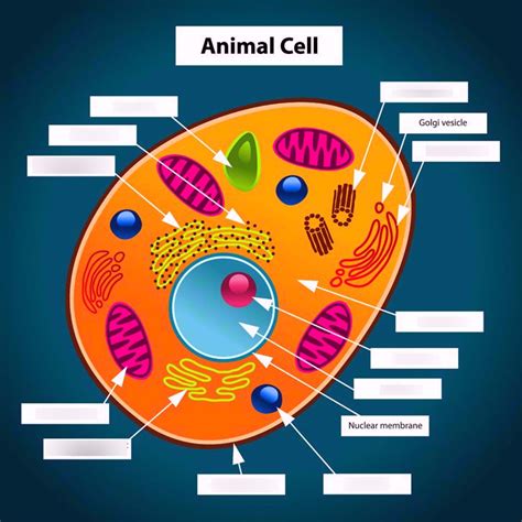 PARTS OF AN ANIMAL CELL DIAGRAM Diagram | Quizlet