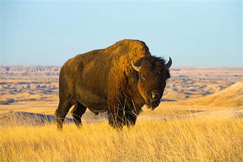 Here Are The Top 25 Mammals That Call Wyoming Home