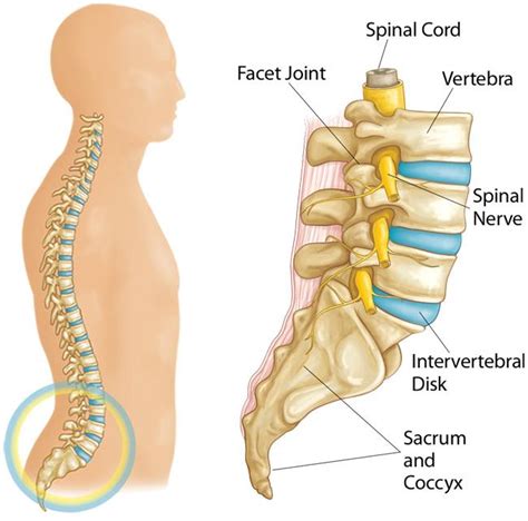 Spondylolysis and Spondylolisthesis - OrthoInfo - AAOS