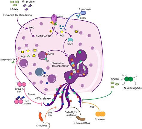 Frontiers | Role of Extracellular Trap Release During Bacterial and ...